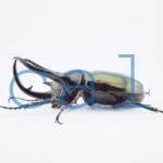 Chalcosoma chiron belangeri103