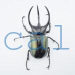 Chalcosoma chiron belangeri102