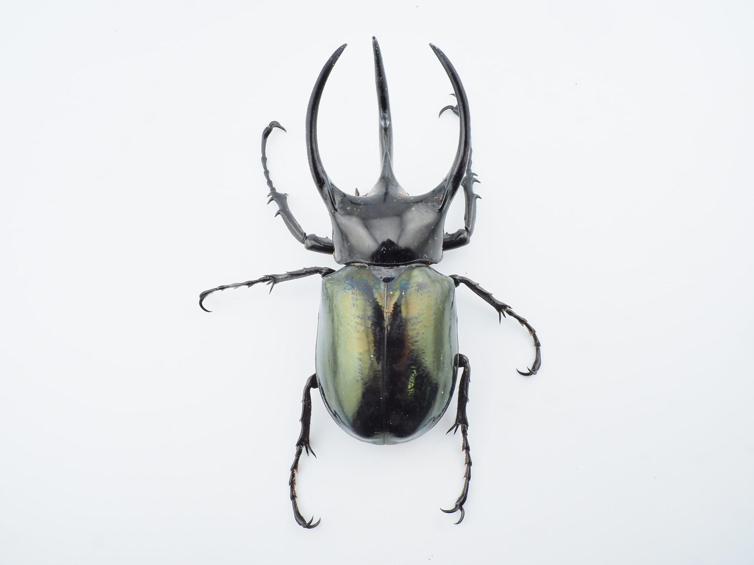 Chalcosoma chiron belangeri102
