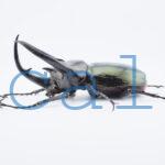Chalcosoma chiron belangeri102