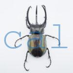 Chalcosoma chiron belangeri99B