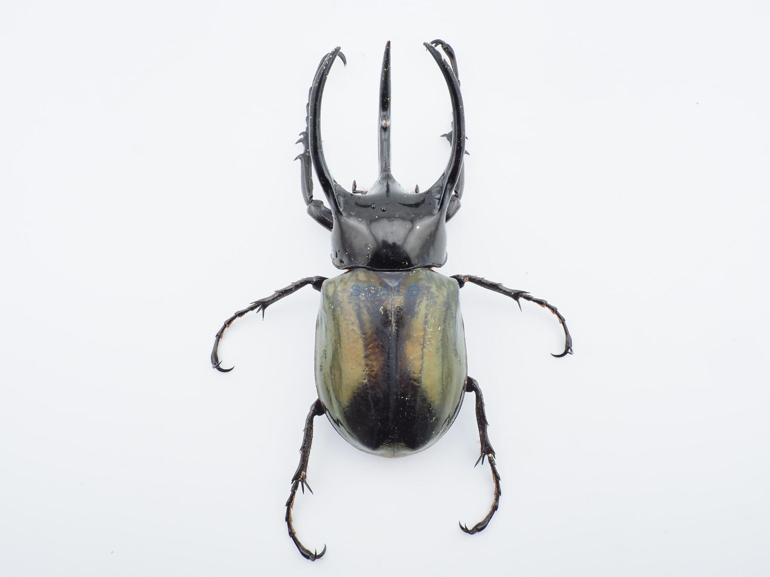 Chalcosoma chiron belangeri99B