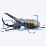Chalcosoma chiron belangeri99B