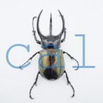 Chalcosoma chiron belangeri99