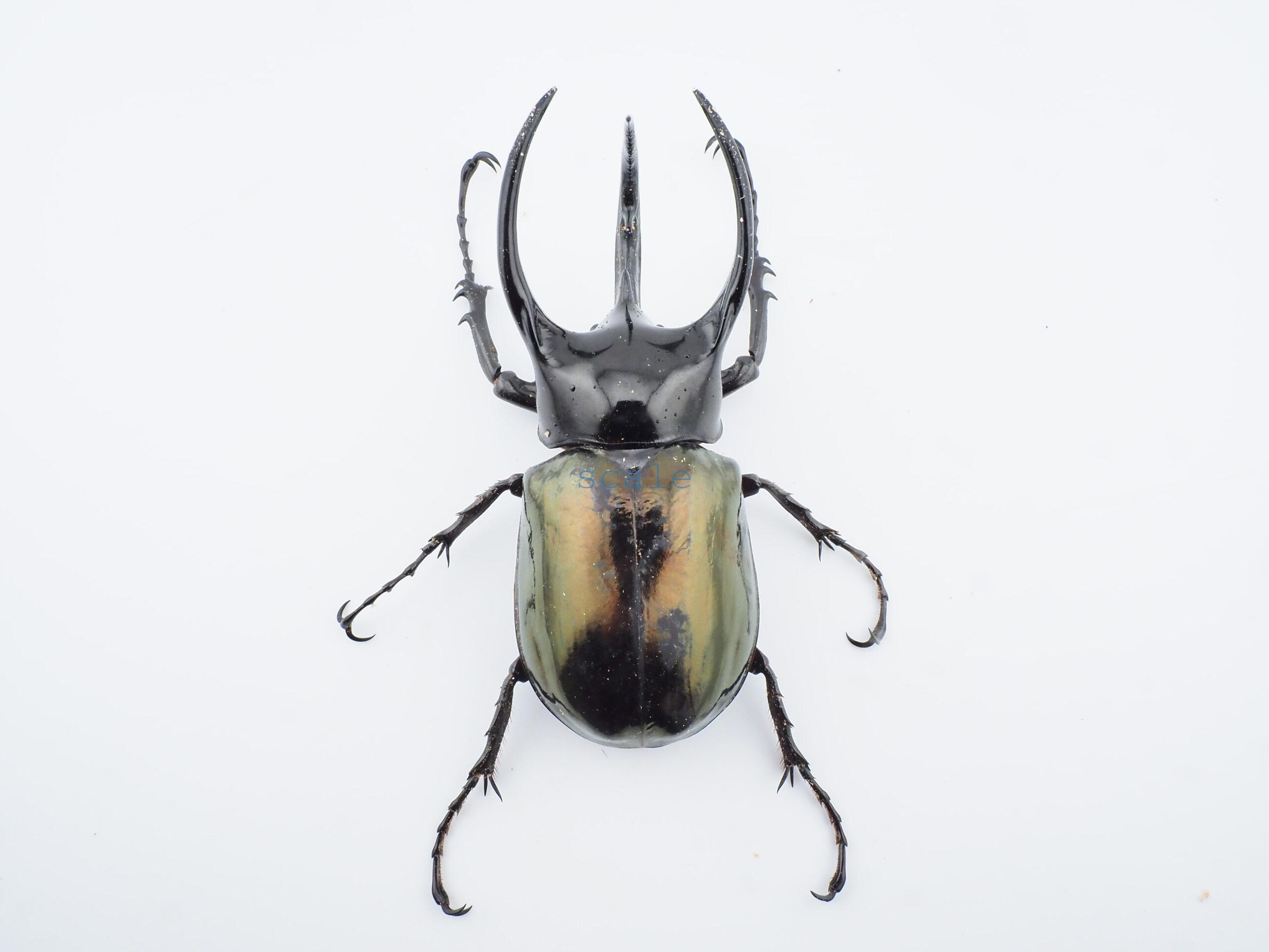 Chalcosoma chiron belangeri99