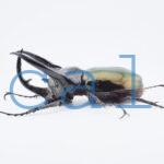 Chalcosoma chiron belangeri99