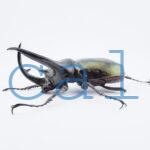 Chalcosoma chiron belangeri102B