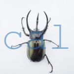 Chalcosoma chiron belangeri102B