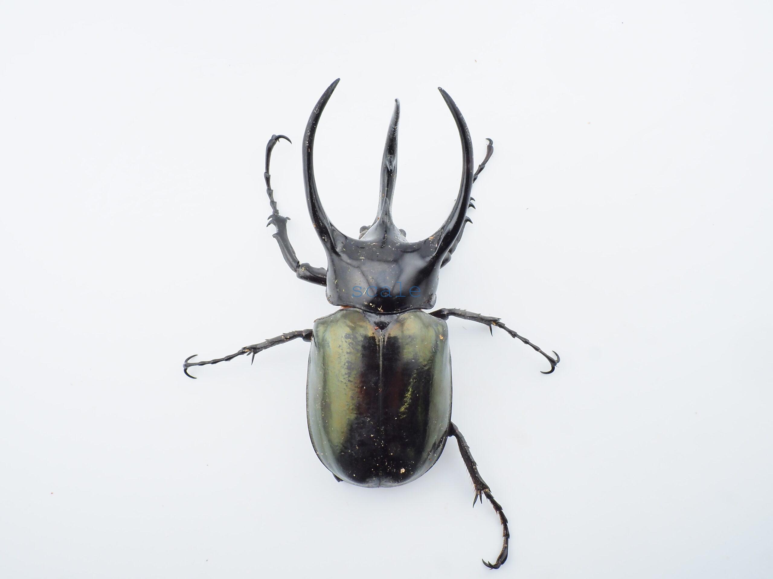 Chalcosoma chiron belangeri102B