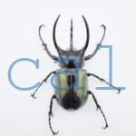 Chalcosoma chiron belangeri94