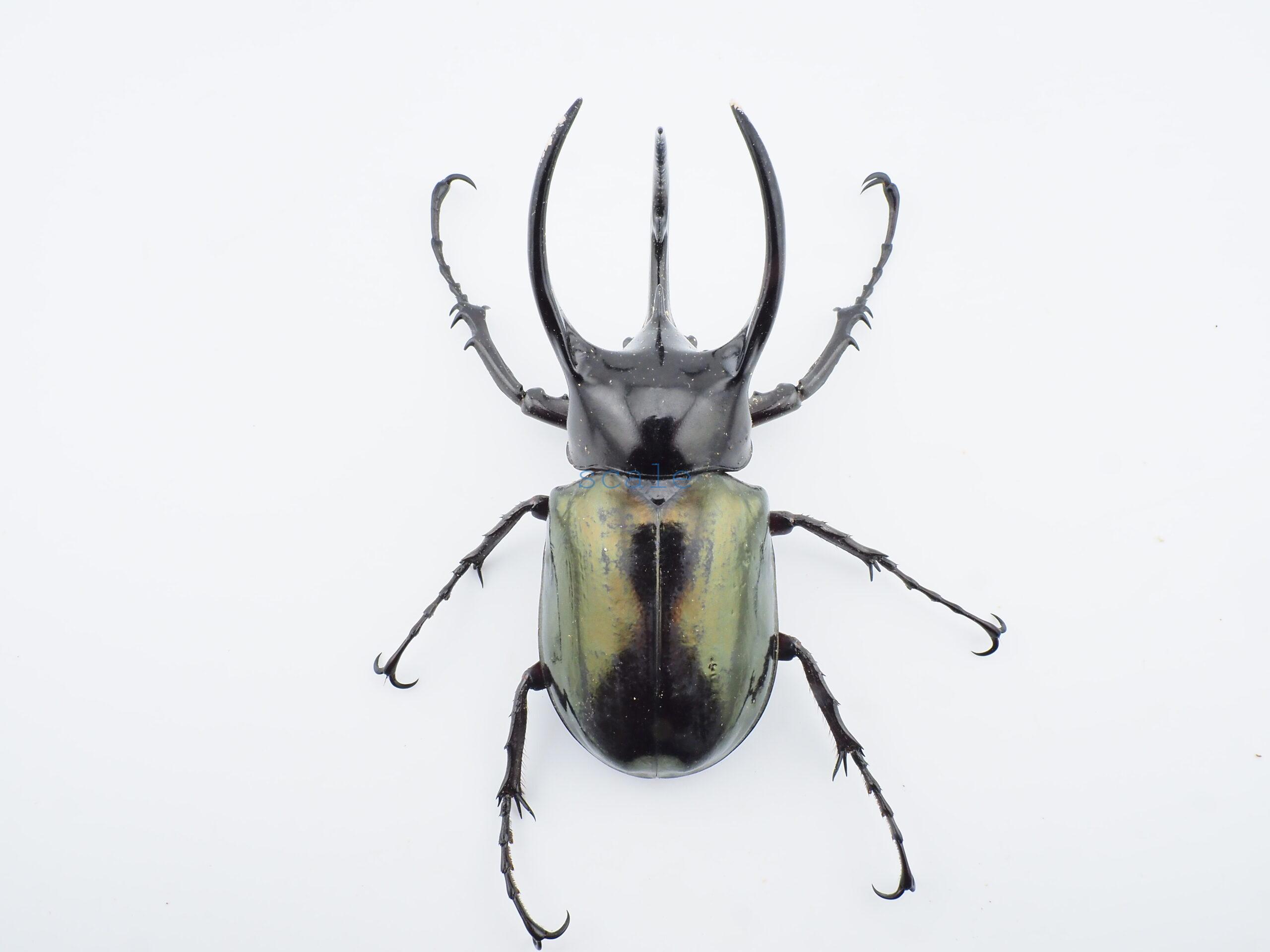 Chalcosoma chiron belangeri94