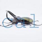 Chalcosoma chiron belangeri94