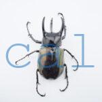 Chalcosoma chiron belangeriF