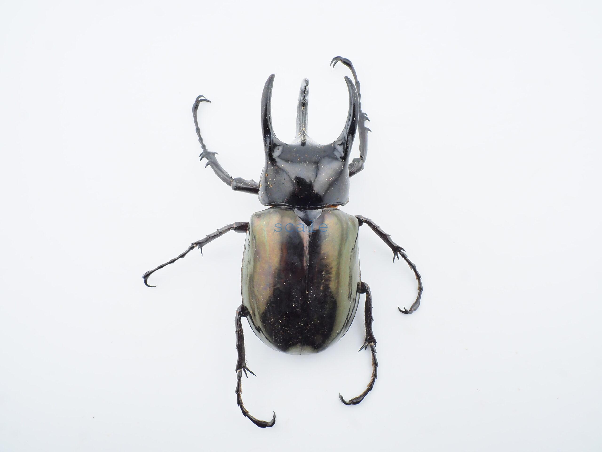 Chalcosoma chiron belangeriF