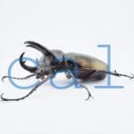 Chalcosoma chiron belangeriF