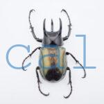 Chalcosoma chiron belangeriF