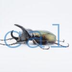 Chalcosoma chiron belangeriF