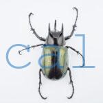 Chalcosoma chiron belangeriF