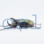 Chalcosoma chiron belangeriF
