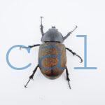 Chalcosoma chiron belangeriF