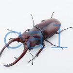 Prosopocoilus.astacoides.fraternus?