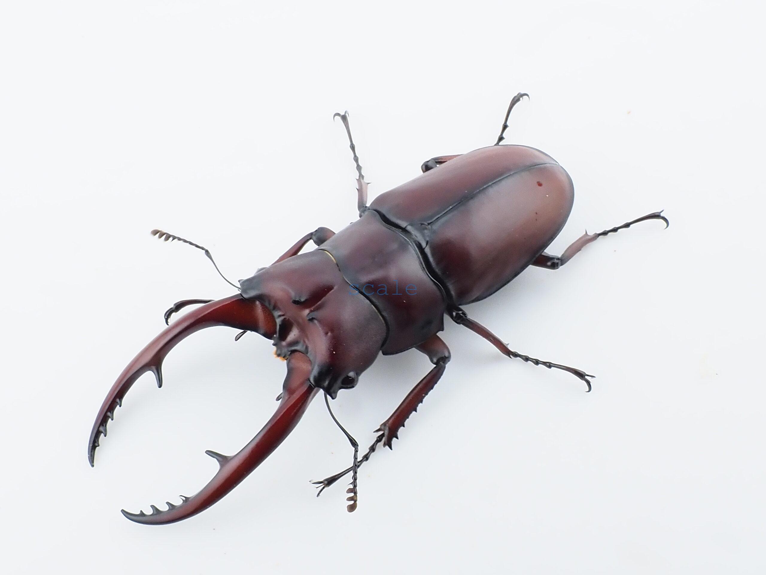 Prosopocoilus.astacoides.fraternus?