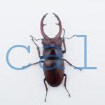Prosopocoilus.astacoides.fraternus?