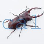 Prosopocoilus.astacoides.fraternus?