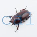 Prosopocoilus.astacoides.fraternus?