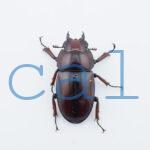 Prosopocoilus.astacoides.fraternus?