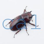 Prosopocoilus.astacoides.fraternus?