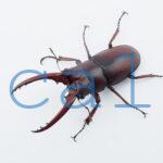 Prosopocoilus.astacoides.fraternus?