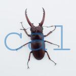 Prosopocoilus.astacoides.fraternus?