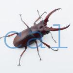 Prosopocoilus.astacoides.fraternus?