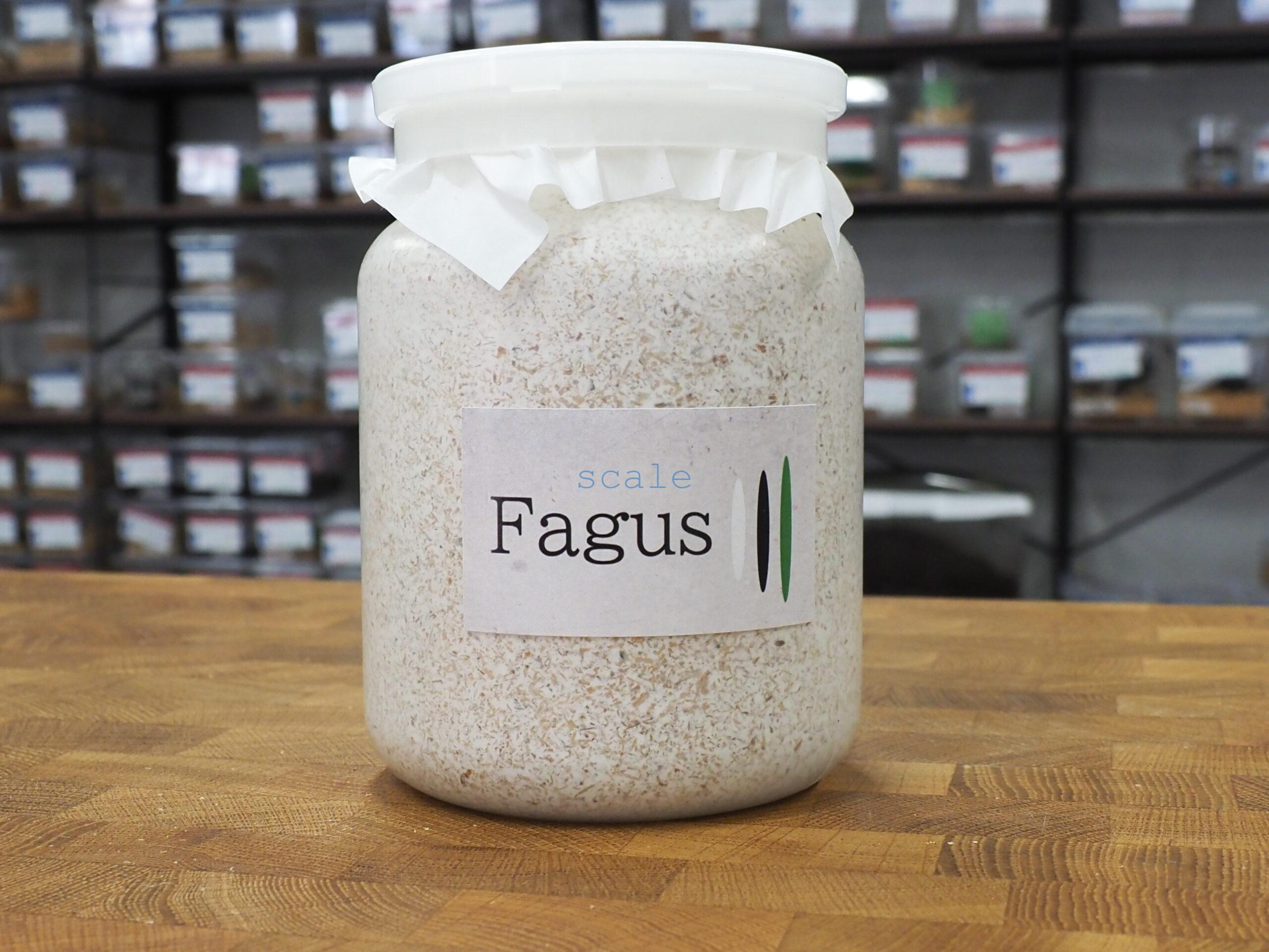 Fagus O