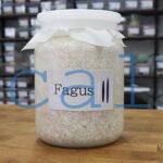 Fagus K