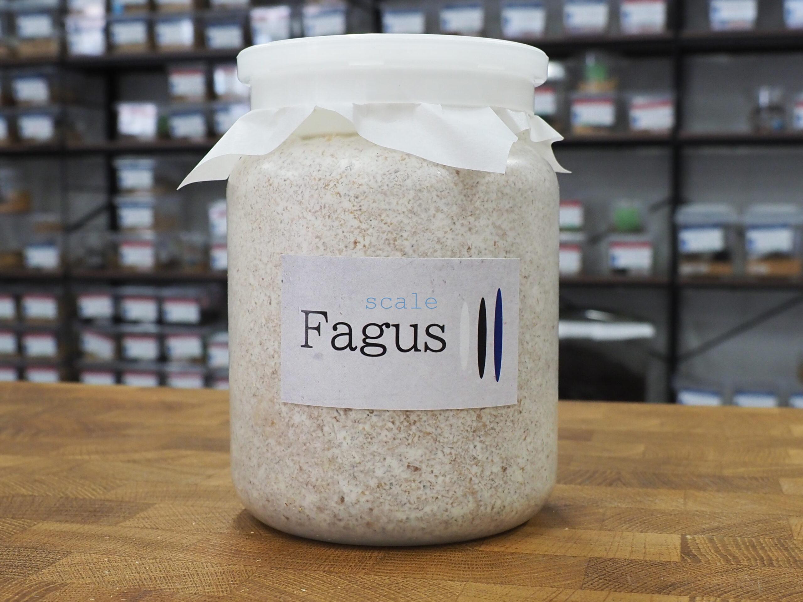 Fagus K