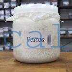 Fagus K