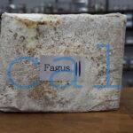 Fagus K