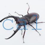 Hexarthrius mandibularis mandibularis