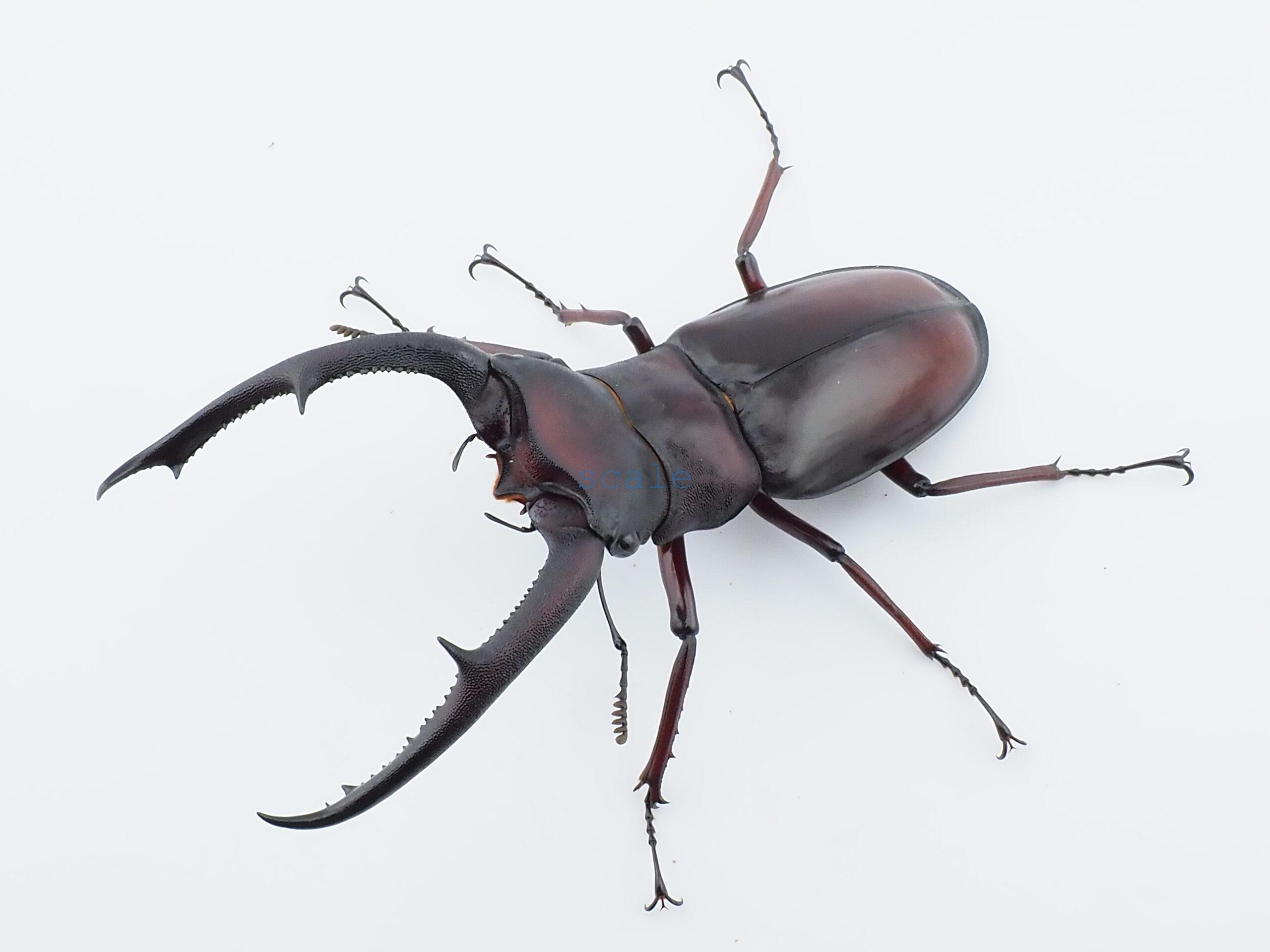 Hexarthrius mandibularis mandibularis