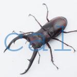Hexarthrius mandibularis mandibularis