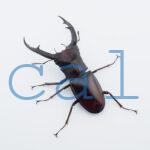 Hexarthrius mandibularis mandibularis