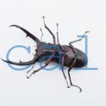 Hexarthrius mandibularis mandibularis