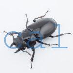 Hexarthrius mandibularis mandibularis
