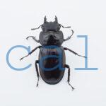 Hexarthrius mandibularis mandibularis