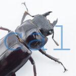Hexarthrius mandibularis mandibularis