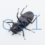 Hexarthrius mandibularis mandibularis