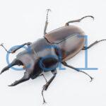 Prosopocoilus hasterti nakagomei