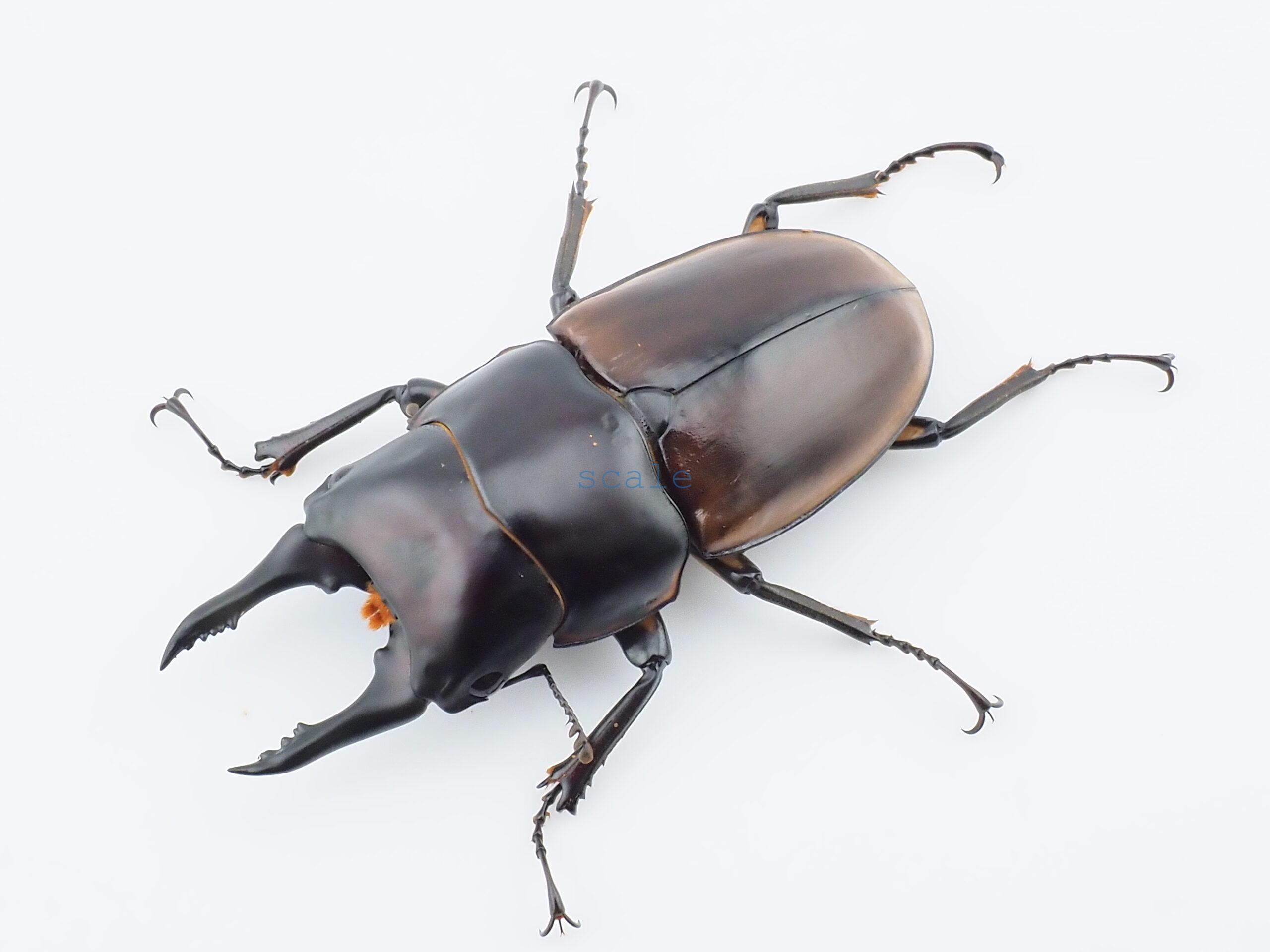 Prosopocoilus hasterti nakagomei